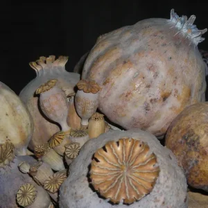 Opium Poppy